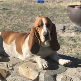 Belle - Basset Hound