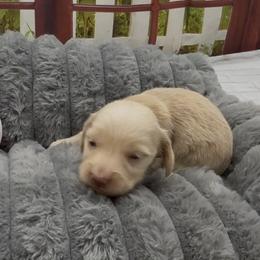 Cream Longhair Male (Yellow Collar) - Cream male Dachshund puppy in Killeen, Texas from Southern Dachshunds