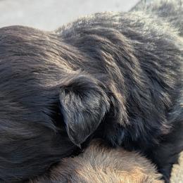 Shih Tzus from Shih Tzu puppy