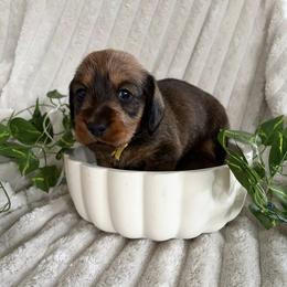 Praline - Red female Dachshund puppy in Mobile, Alabama from Katrina's Dachshunds