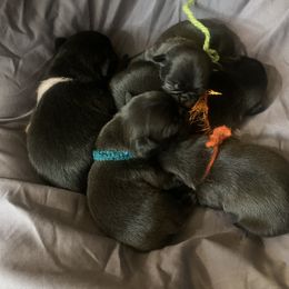 Pug Puppies from The Grumble Pack