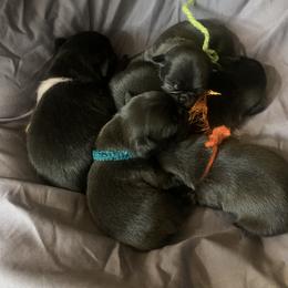 Pug Puppies from The Grumble Pack