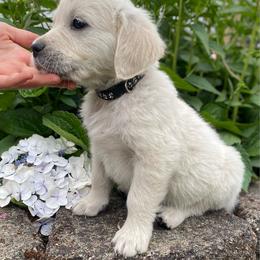 Black (Spot) - Light golden male Golden Retriever puppy in Silverton, Oregon from Silver Morning Farm