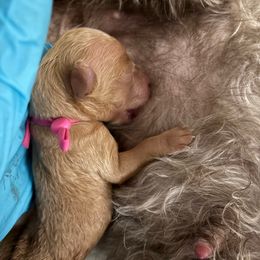Ginger snap - Red female Cavapoo puppy in Eagle Mountain, Utah from Liberty Farms Puppies
