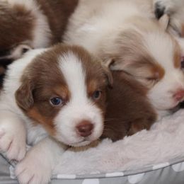 Australian Shepherds from Glenlake Australian Shepherds