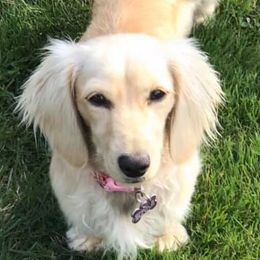 Dachshunds from Devoted Doxies