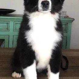 Miniature Australian Shepherds from Our LittleBit Ranch