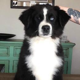 Miniature Australian Shepherds from Our LittleBit Ranch