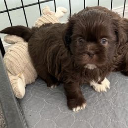 Puff - Chocolate female Shih Tzu puppy in Stafford, Virginia from Bayview Pups