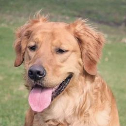 Bernese Mountain Dogs and Golden Retrievers from Langlois Goldens & Berners