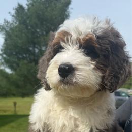 Jasper - Blue merle male Bernedoodle puppy in Ashland, Kentucky from Still Waters Farm