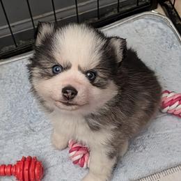 Garth - Black and white male Pomsky puppy in Charlotte, Michigan from Moore Pomskies