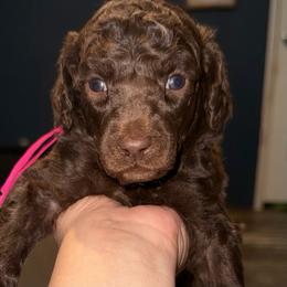 Maple - Brown female Poodle puppy in Cleveland, Texas from Jolley Poodles