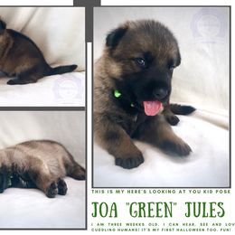 German Shepherd Puppies from Mountain Kraft K9 Kennel