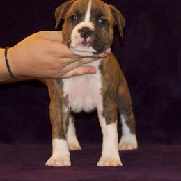 American Staffordshire Terrier Puppies from Liberty Am Staffs