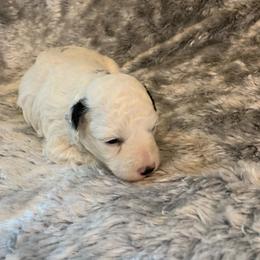 Ruby - Parti female Poodle puppy in Haddam, Kansas from Golden B Acres