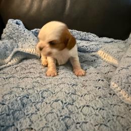 Blake - Blenheim male Cavalier King Charles Spaniel puppy in Athens, Georgia from Sandy Cross Kennels