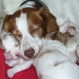 Brittany Puppies from Alar Brittanys