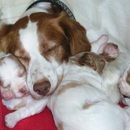 Brittany Puppies from Alar Brittanys
