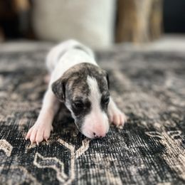 Brave - Black brindle male Whippet puppy in Fort Myers, Florida from Rainbow Whippets