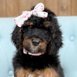 Lily - Girl 3 - Phantom female Bernedoodle puppy in Bellville, Ohio from Bernedoodle Buddies