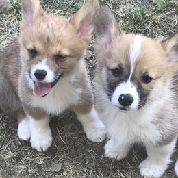 Pembroke Welsh Corgi Puppies from Indian Valley Corgies