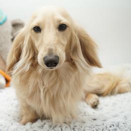 Ethan - Dachshund