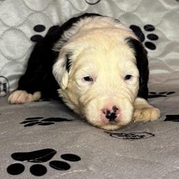 MAGNOLIA - Black and white female Sheepadoodle puppy in Riverside, California from Downtown Doodles & Frenchies