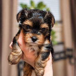 Twyla - Black and tan female Yorkshire Terrier puppy in Moses Lake, Washington from Harmony Hills Yorkies