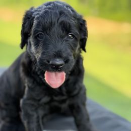 Goldendoodle Puppies from Diverse Nurturing Affectionate Doodle Kennel