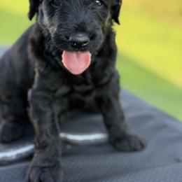 Goldendoodle Puppies from Diverse Nurturing Affectionate Doodle Kennel