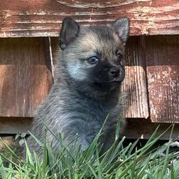 Seeker (Girl 2) - Brindle female Companion Cross puppy in Indian Springs, Nevada from Spinner puppies