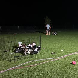 Basset Hound Puppies from TopCrop Bassets