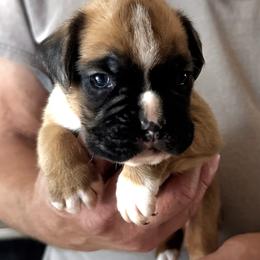 Bruce - Fawn male Boxer puppy in New Smyrna Beach, Florida from Beachside Boxers and Frenchies