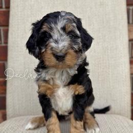 Declan - Blue merle male Bernedoodle puppy in Owasso, Oklahoma from Kallams Bernedoodles & Bernese Mountain Dogs