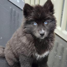 Jetta - Black female Siberian Husky puppy in East Tawas, Michigan from BurnsBerg's Woolies