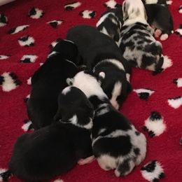 Cardigan Welsh Corgi Puppies from Rochar Cardigan Welsh Corgis