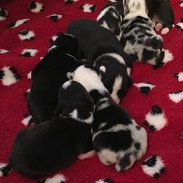 Cardigan Welsh Corgi Puppies from Rochar Cardigan Welsh Corgis