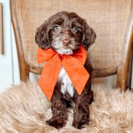 Booker - Chocolate male Australian Labradoodle puppy in Decatur, Alabama from Southern Meadows Doodles