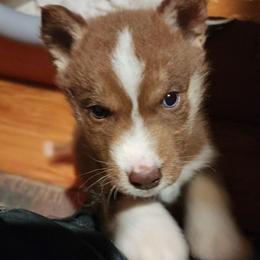 Zuri - Brown and white female Siberian Husky puppy in Madison, Georgia from Thornbury Kennel