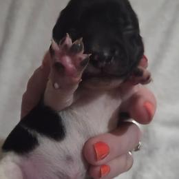 Boy 2 - Piebald male Dachshund puppy in Cowen, West Virginia from Bennett Babies