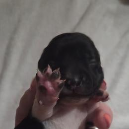 Boy 2 - Piebald male Dachshund puppy in Cowen, West Virginia from Bennett Babies