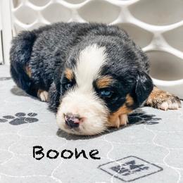 Boone - Black rust and white male Bernese Mountain Dog puppy in Hudson, Indiana from TurkeyCreek-K9