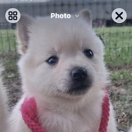 Boy 2 - Cream male Schipperke puppy in Groesbeck, Texas from Lost Prairie Puppies