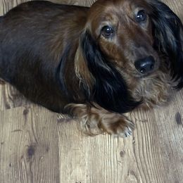 Lola - Dachshund
