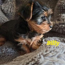 Billy - Black and tan male Yorkshire Terrier puppy in Zuni, Virginia from Serendipity Yorkies