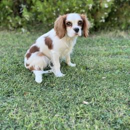 Cavalier King Charles Spaniel and Cavapoo All Grown Up from Ethan McBride
