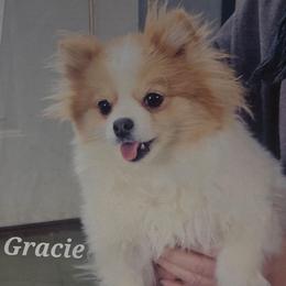 Gracie - Pomeranian