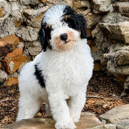 Parti boy - Black and white male Bernedoodle puppy in Graham, Texas from 2 Rose Ranch Doodles