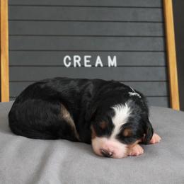 Girl 1 - female Bernedoodle puppy in Lancaster, Pennsylvania from Homestead Bernedoodles